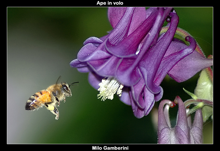 Ape in volo