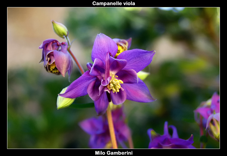 Campanelle viola