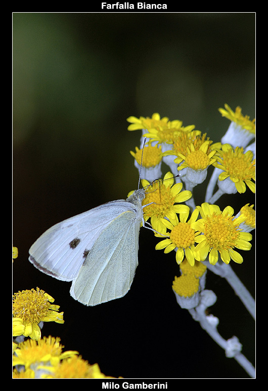 Farfalla bianca