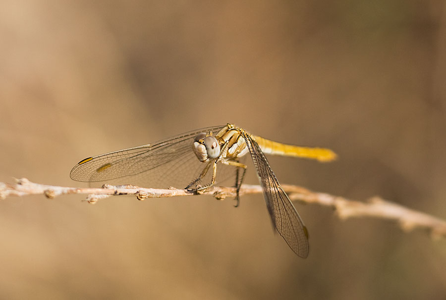 La mia prima macro. Libellula.