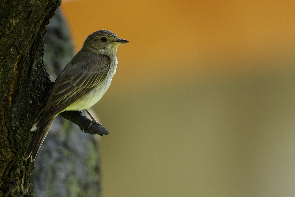 Pigliamosche, mai cosi bello
