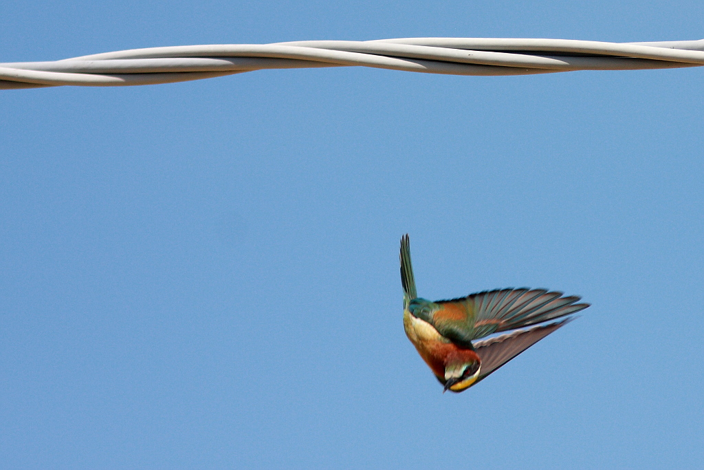 Contorto e contorsionista