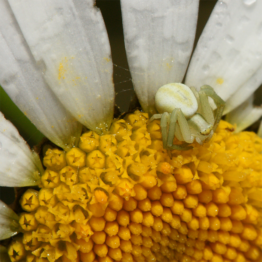 piccolo ragno granchio