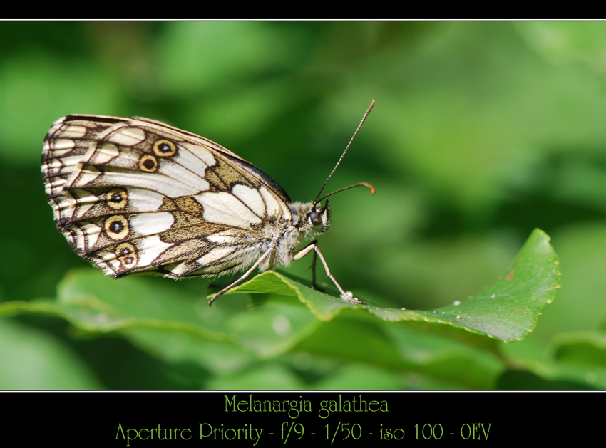 Melanargia galathea