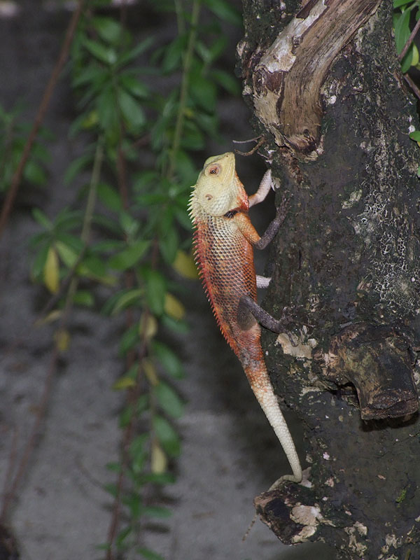 Lucertolina Maldiviana