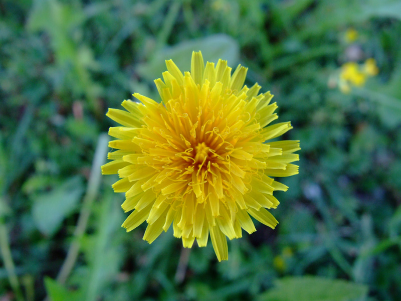 Fiore Giallo