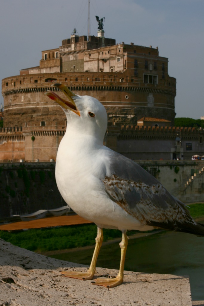 Gabbiano e  Castel Sant'Angelo