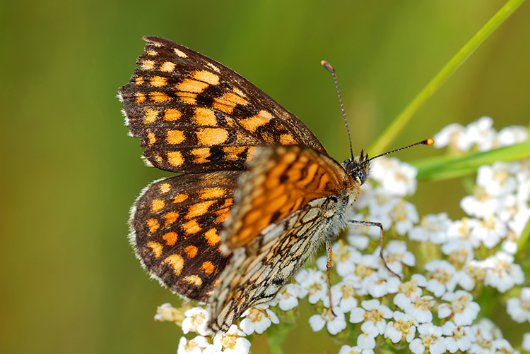 La mia prima farfalla