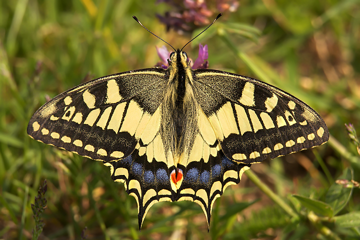 Papilio Machaon