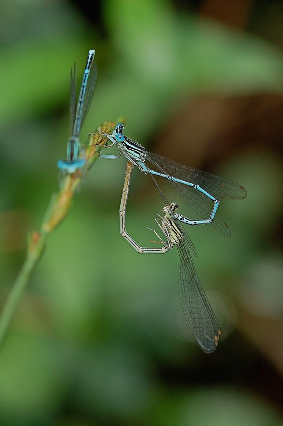 Ministoria, Don Rodrigo e il trionfo dell'amore