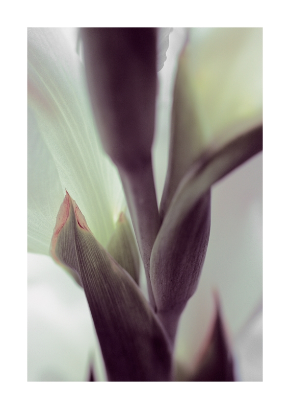 Diramazioni Della Vita