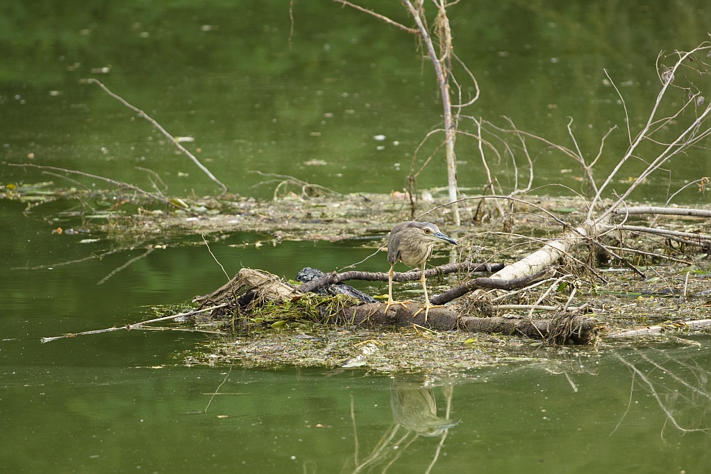 ...mi vedi o non mi vedi?