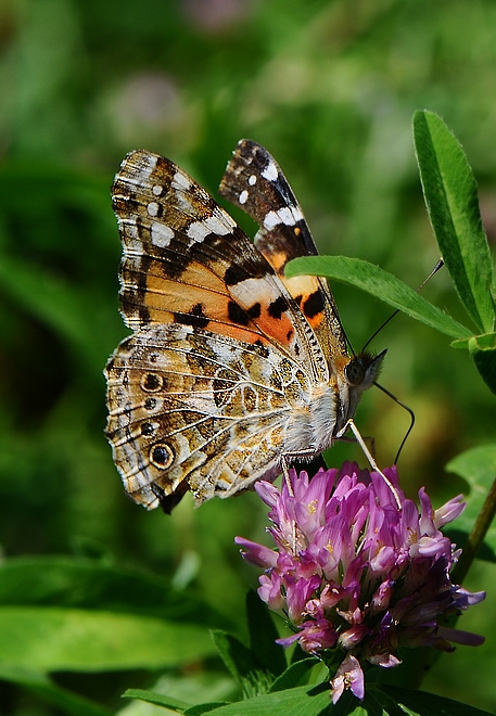 vanessa cardui al riparo dal sole