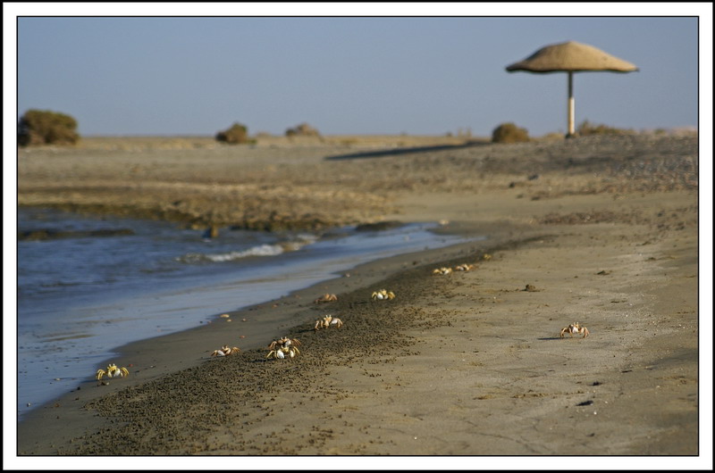 Sgranchirsi le chele