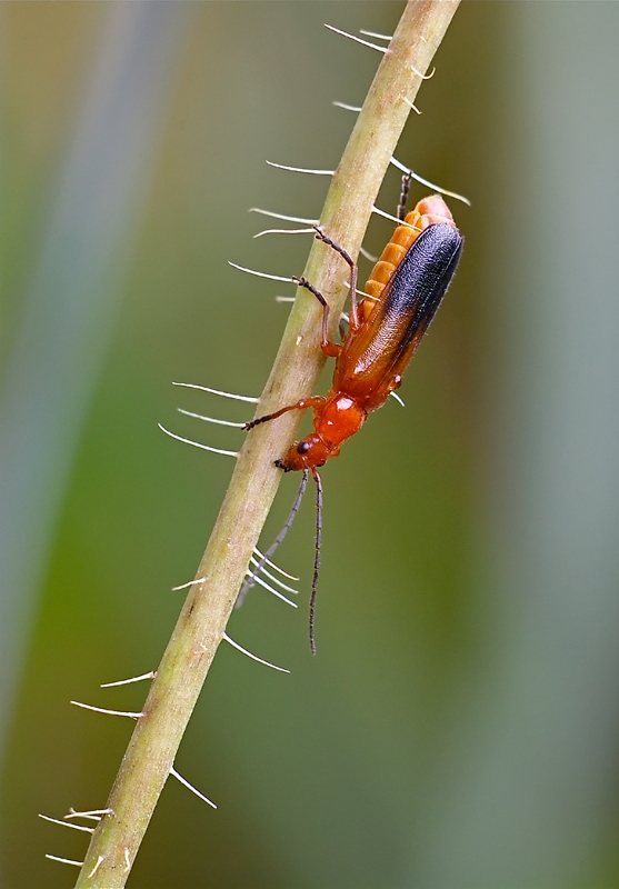 Gli ostacoli della vita