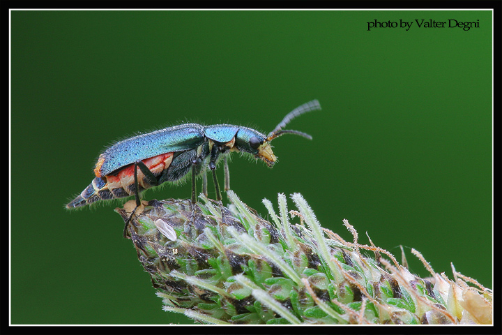Piccolo coleottero