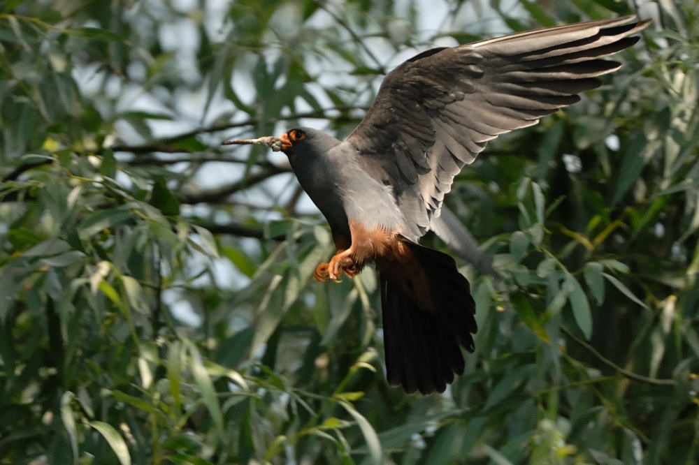 Falco cuculo maschio