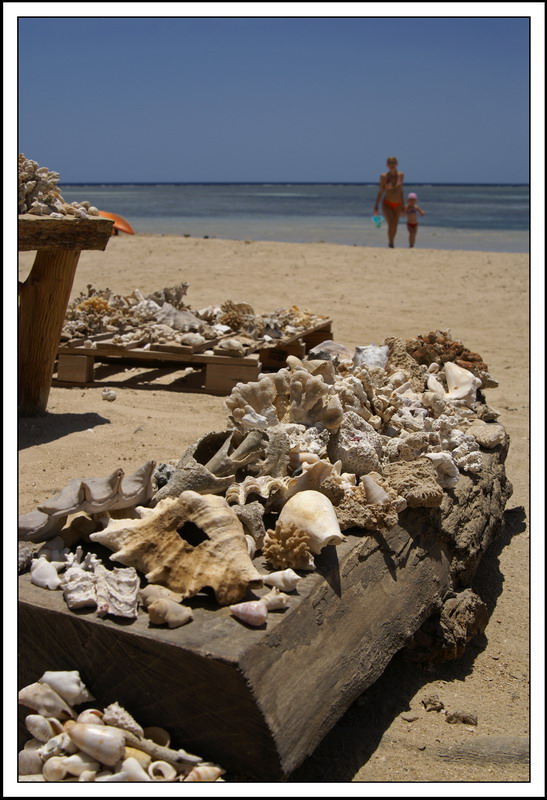 Raccolta di conchiglie