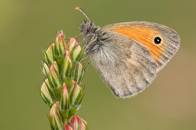 Coenonympha pamphilus
