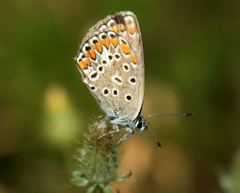 Aricia agestis