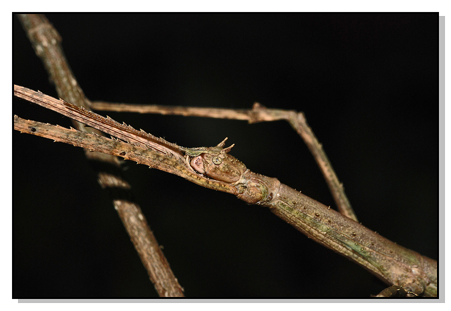 Clonopsis gallica (Insetto stecco)