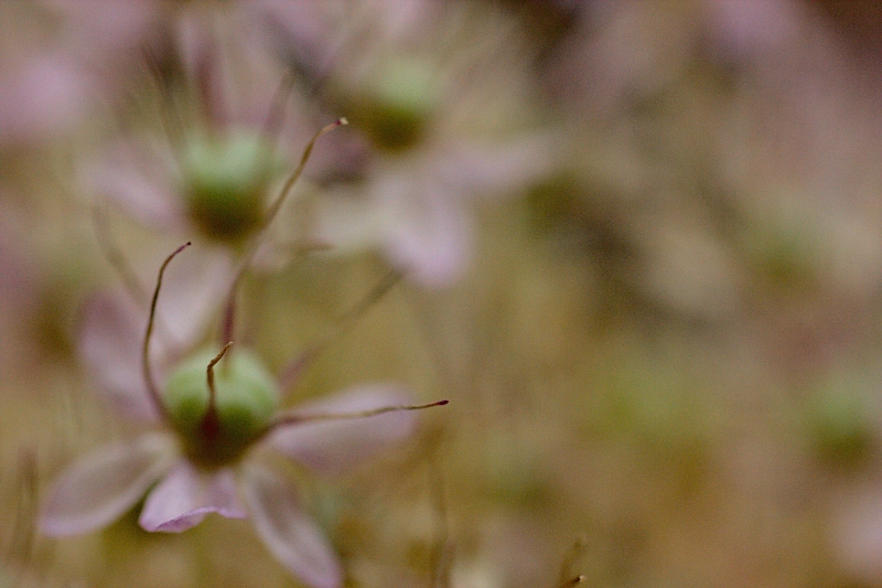 Del Sogno Ricordo In Modo Confuso Un Campo Fiorito