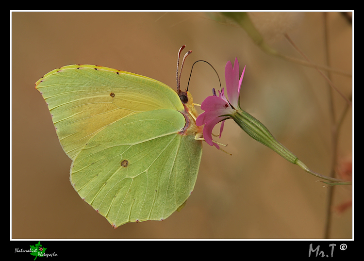 Gonepteryx rhamni......Cedronella