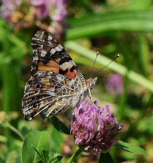 vanessa cardui