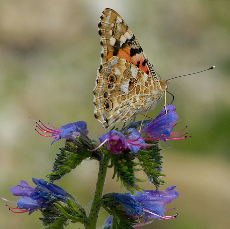 Vanessa cardui