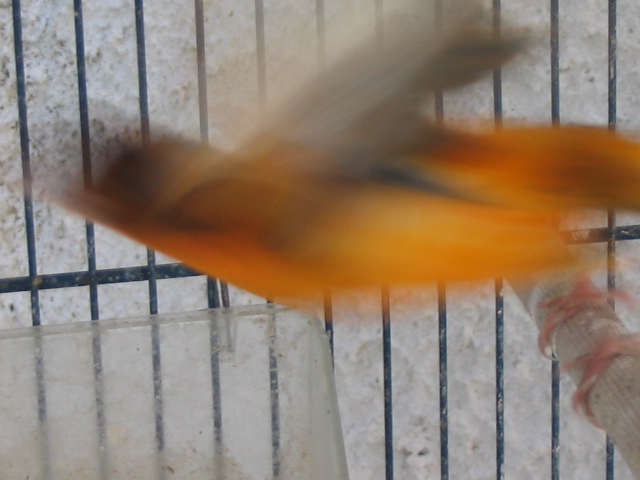 il ritorno del canarino tutto rosso