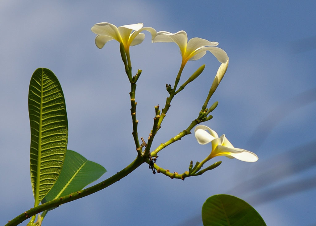 Frangipani