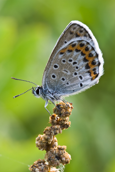La piccola e umida vedetta...