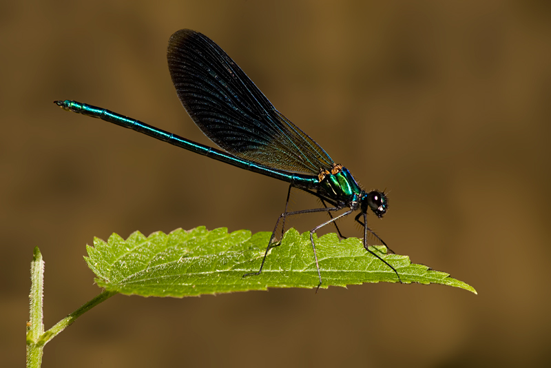 Calopteryx splendens