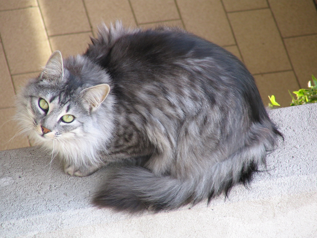 Gatto