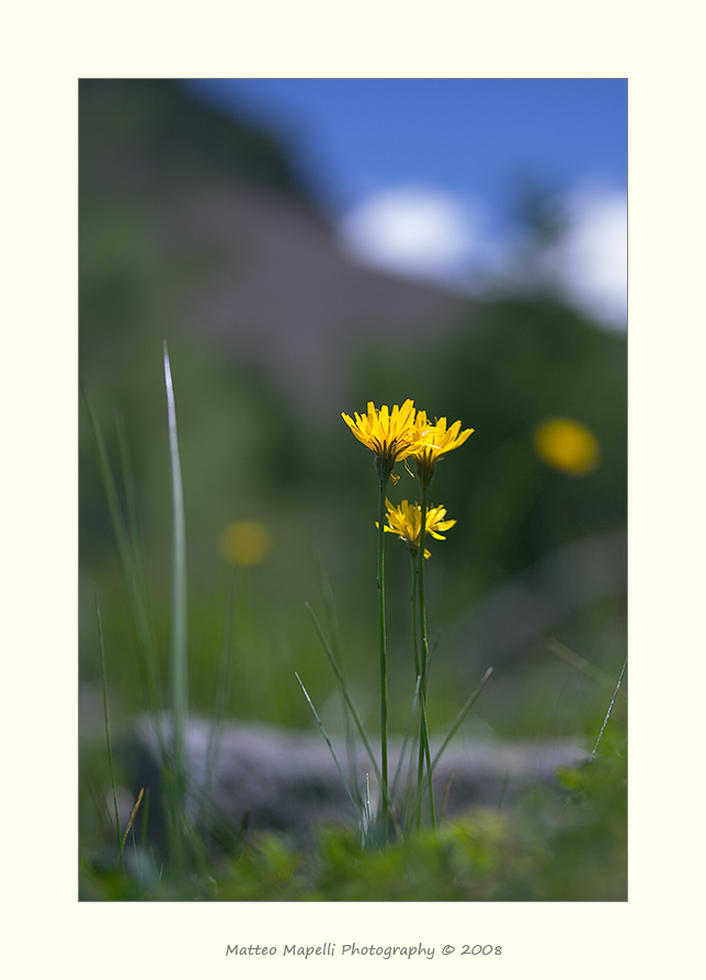 Colori di montagna...