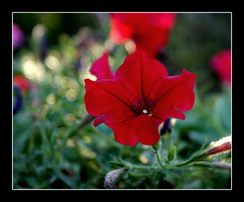 Tra sogno e realt�