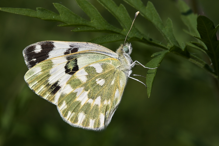 Quella Pontia sul fiume Ticino!