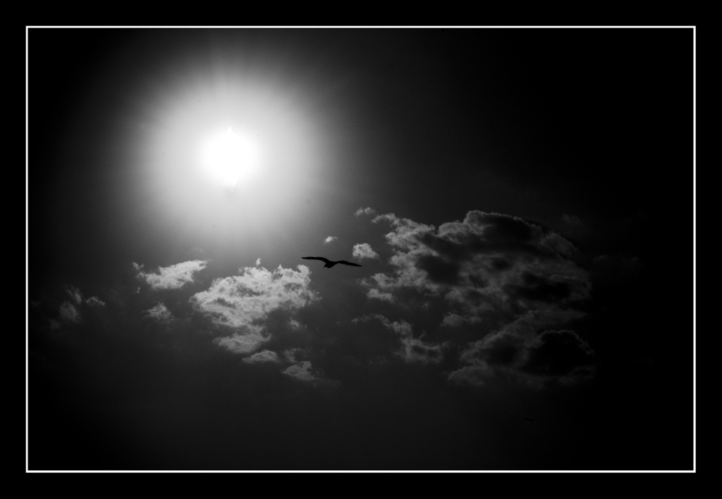 The sunchaser(towards the sun)