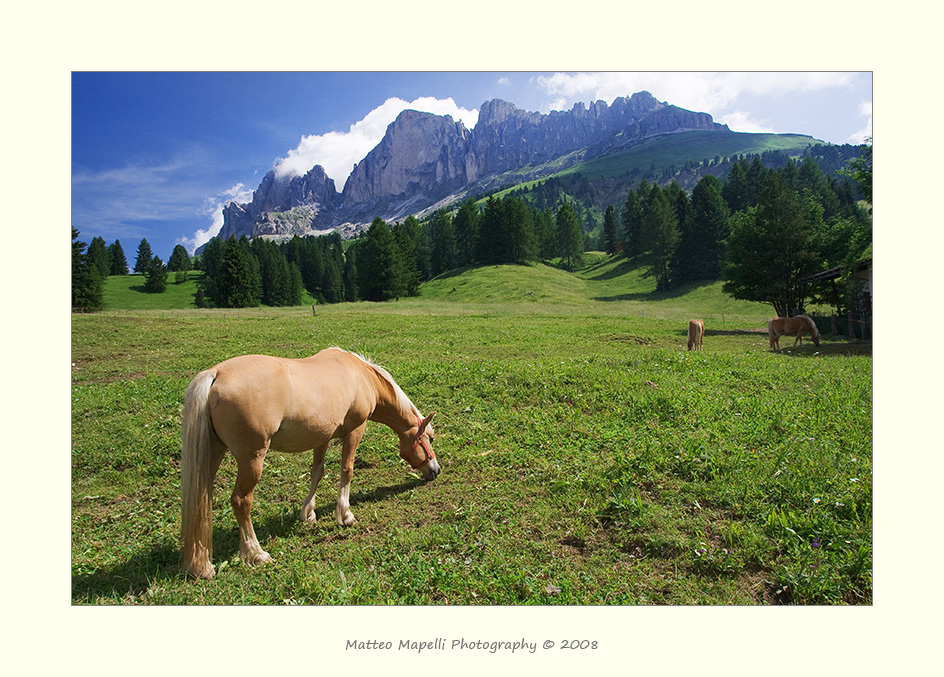 Vita da...cavalli...