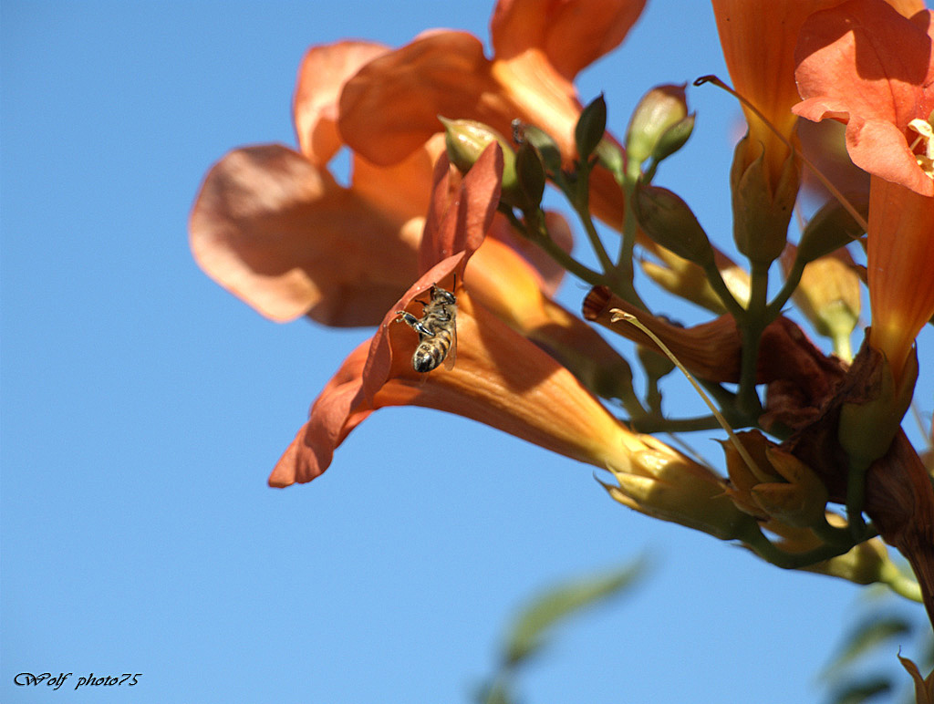 prima macro fuji 6500