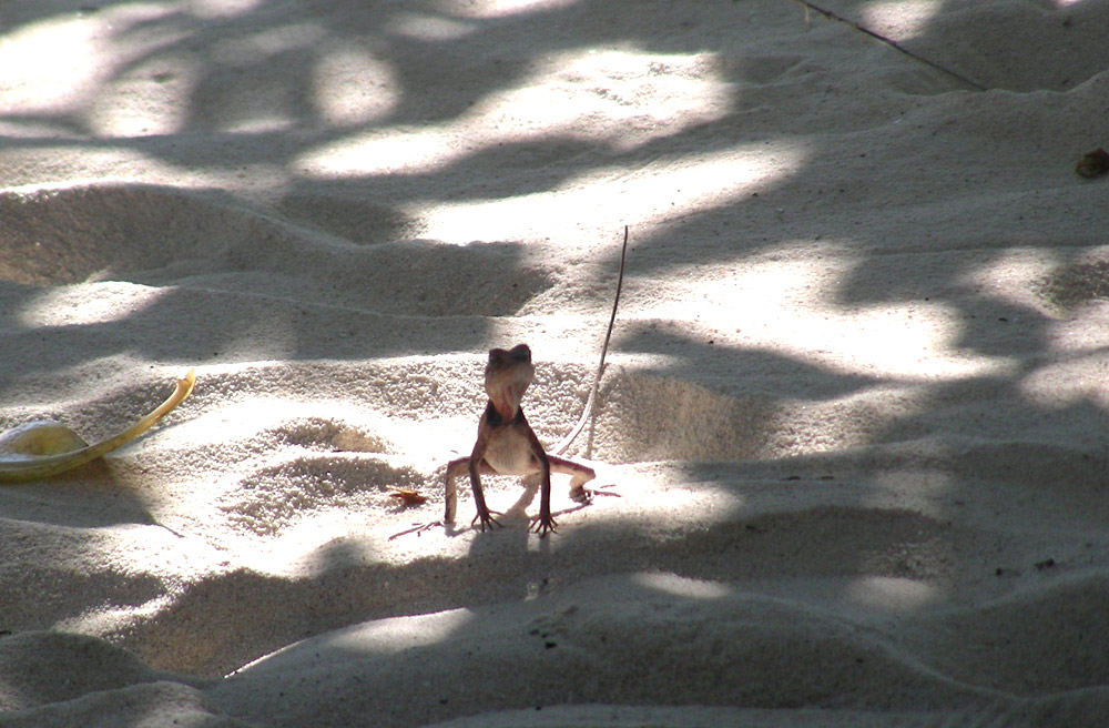 � la mia spiaggia!