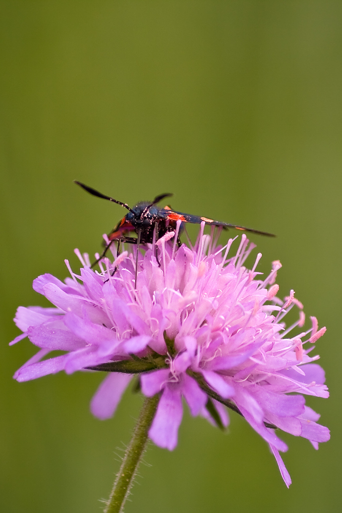 prime tamron 55-200 macro