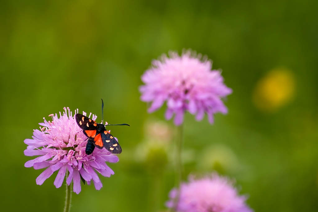 prime tamron 55-200 macro_2