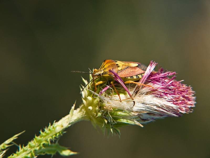 Carpocoris mediterraneus