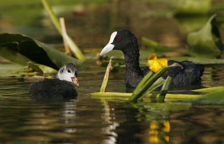 Renzo-Folaga con piccolo