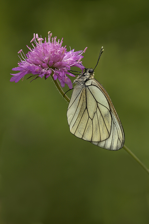 Pieride del biancospino