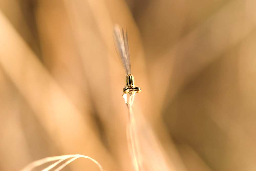 Una libellula per modella