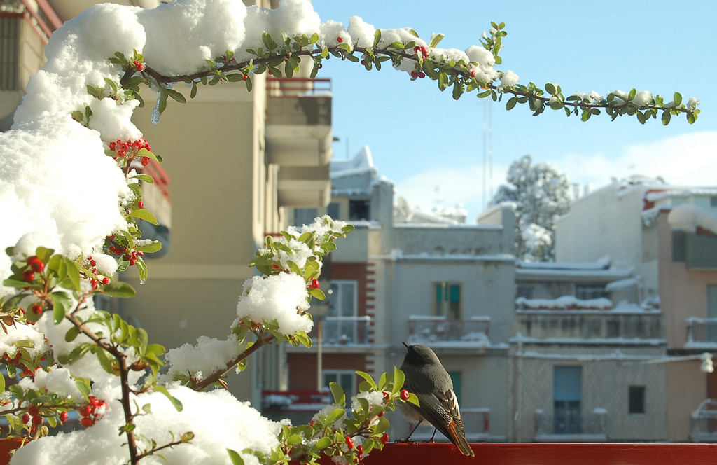 il...passero solitario