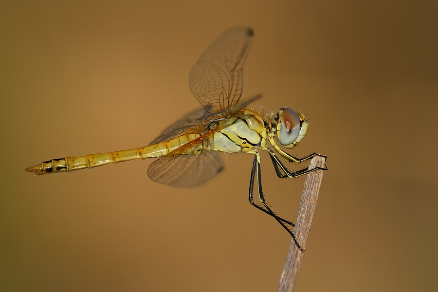 telelibellula