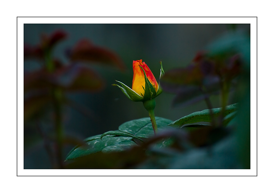 Una rosa nel giardino